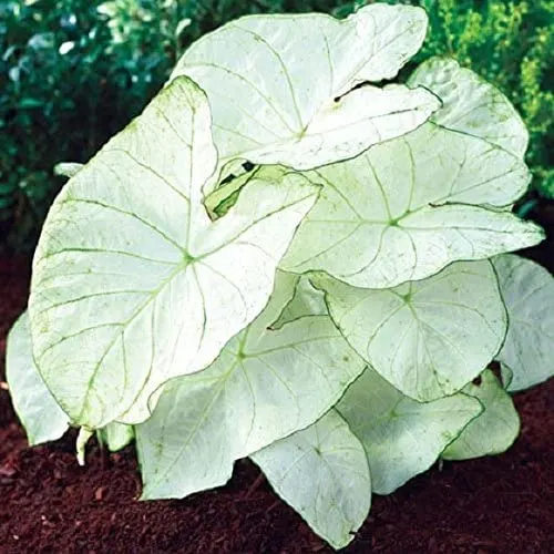 Caladium Florida Moonlight Caladium Vs Syngonium