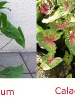 Caladium Vs Syngonium