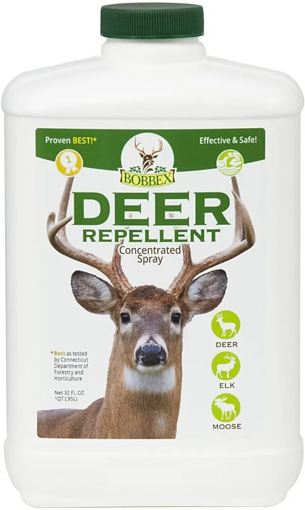 Concentrated Deer Repellent How To Protect Roses From Deer