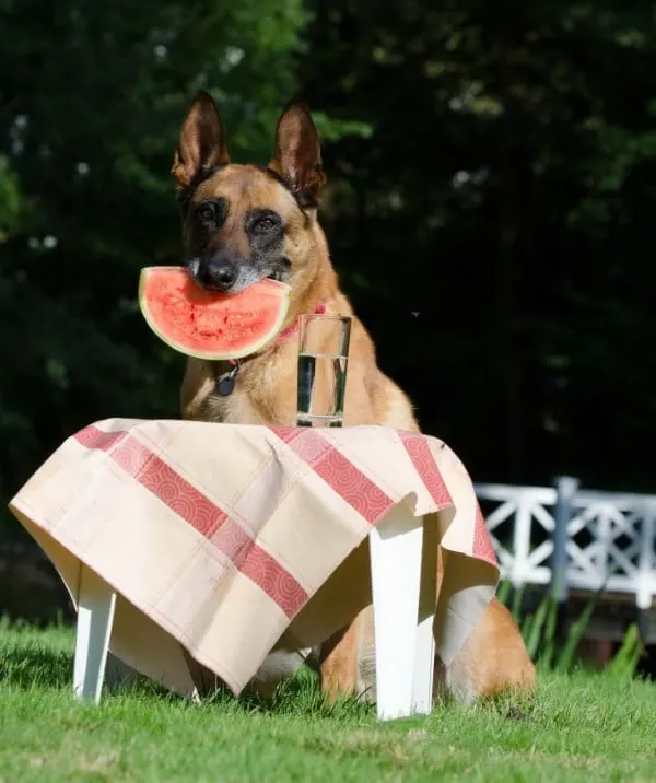 Dogs What Animals Eat Watermelon