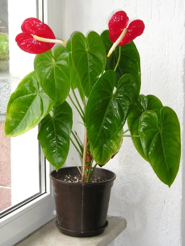How To Get Anthurium To Bloom 2