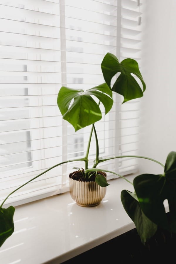 How To Get Monstera Leaves To Split 3