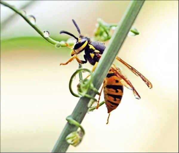 How To Get Rid Of Meat Bees