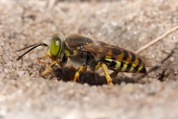 How To Get Rid Of Sand Wasps