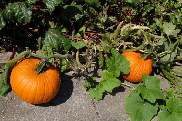 How To Grow Pumpkins