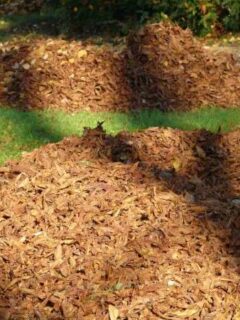 How To Mulch Leaves Without A Mower