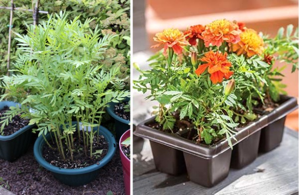 How To Plant Marigold Seeds In Cups