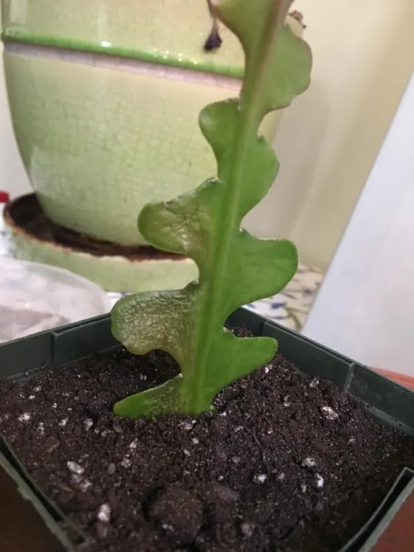 How To Propagate Ric Rac Cactus