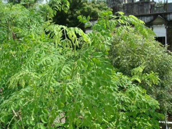 How To Prune Moringa Tree