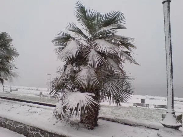 How To Wrap A Palm Tree For Winter 2