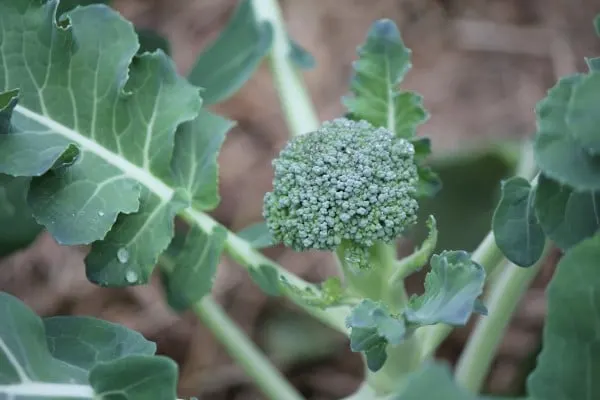 How to Grow Broccoli
