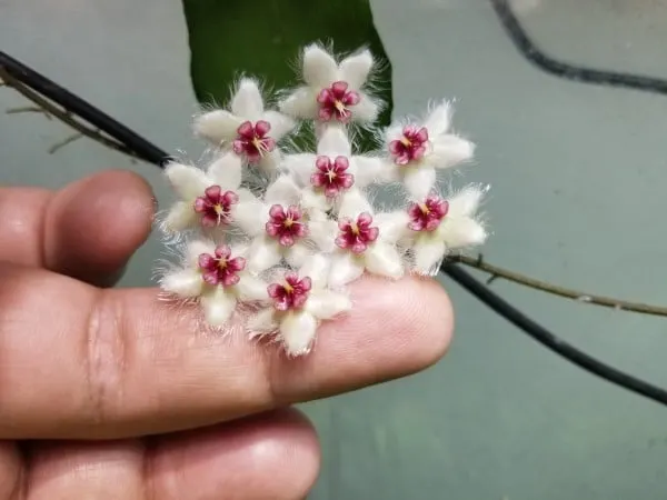 Hoya Caudata Sumatra 2