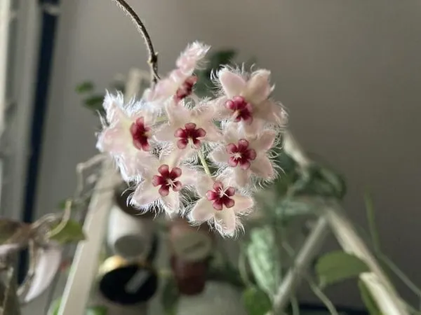 Hoya Caudata Sumatra