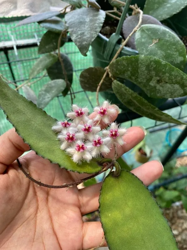 Hoya Caudata