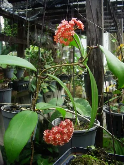 Hoya Ilagiorum 3