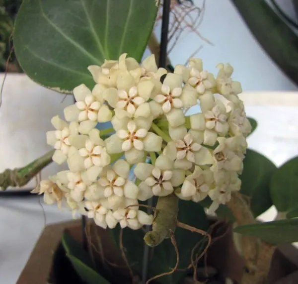 Hoya Pachyclada