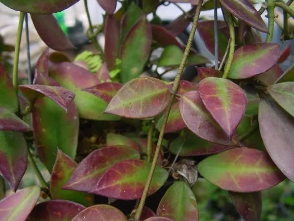 Hoya Sipitangensis 2