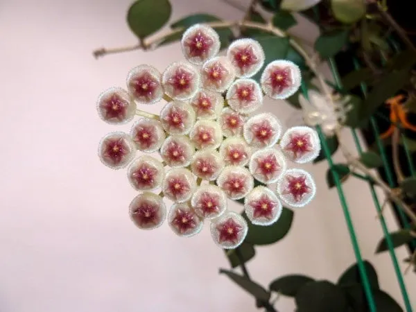 Hoya Sipitangensis