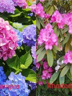 Hydrangea vs Rhododendron