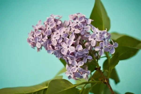 Lilac Wisteria Vs Lilac 2