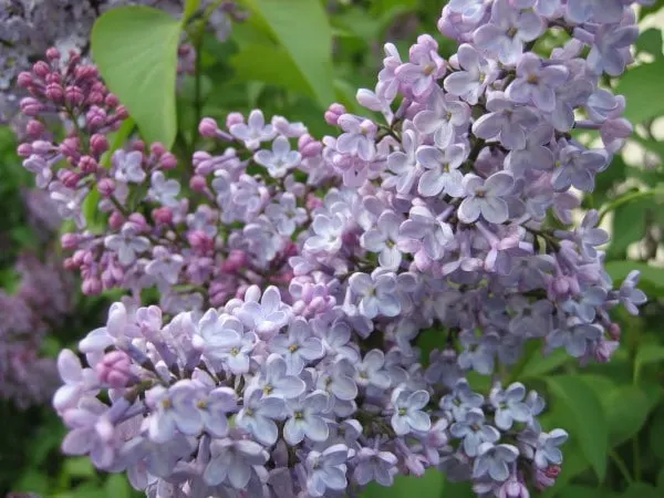 Lilac Wisteria Vs Lilac