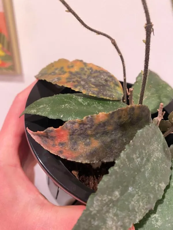 Need help with my hoya caudata