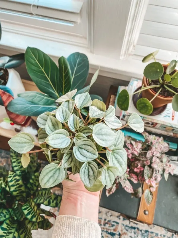 Peperomia Frost Peperomia Silver Ripple Vs Frost