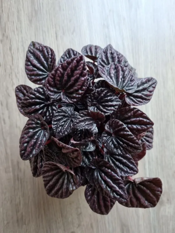 Peperomia caperata - Peperomia Silver Ripple Vs Frost