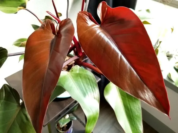 Philodendron Bloody Mary 3
