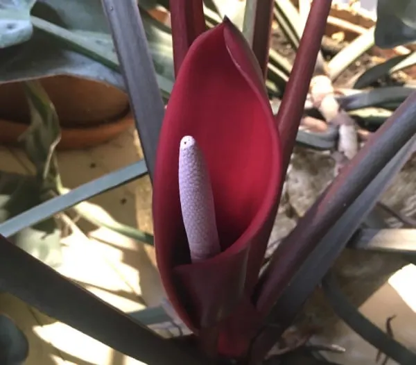Philodendron Imperial Red Flower Philodendron Imperial Red Vs Rojo Congo