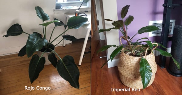 Philodendron Imperial Red Vs Rojo Congo