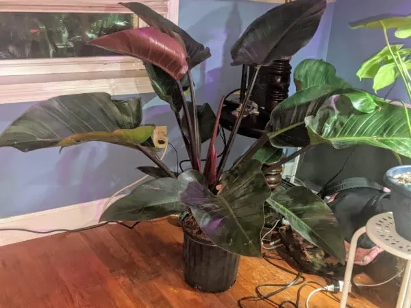 Philodendron Rojo Congo Philodendron Imperial Red Vs Rojo Congo