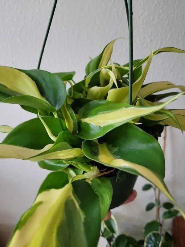 Philodendron Silver Stripe Philodendron Silver Stripe vs Brasil