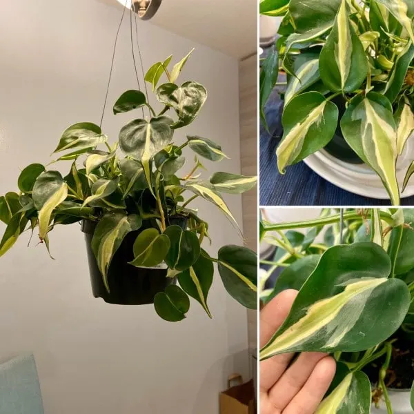 Philodendron Silver Stripe