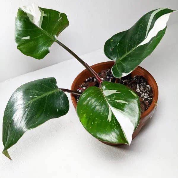 Philodendron White Princess Philodendron White Princess vs White Knight
