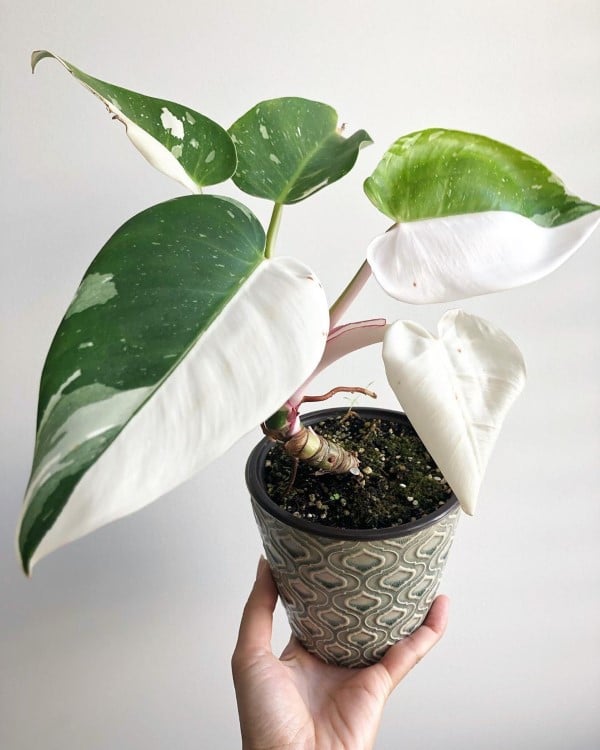 Philodendron White Wizard