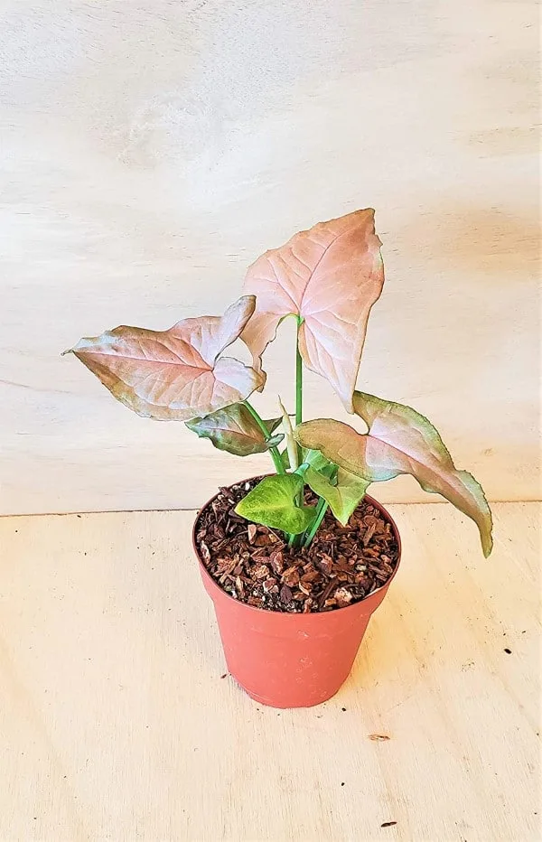 Pink Syngonium Podophyllum Arrowhead Plant Caladium Vs Syngonium