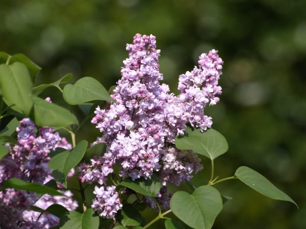 Purple Lilac Wisteria Vs Lilac