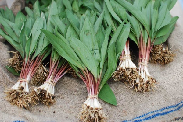 Ramps Ramps Vs Lily of the Valley