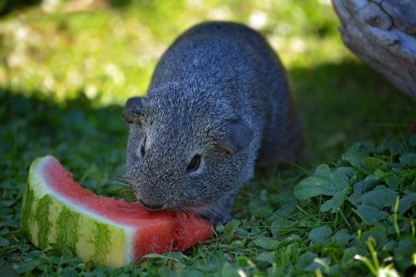 Rats What Animals Eat Watermelon