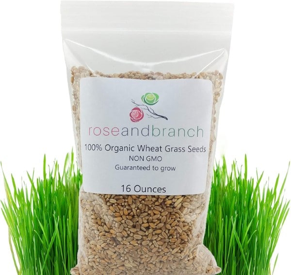Rose and Branch Organic Easy to Grow Wheat Grass Best Grass For Houston