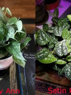 Silvery Ann Vs Satin Pothos 1