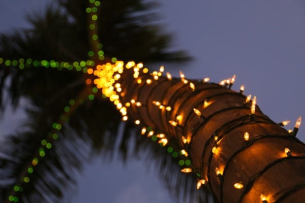 Stringing Christmas Lights How To Wrap A Palm Tree For Winter
