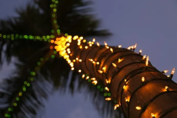 Stringing Christmas Lights How To Wrap A Palm Tree For Winter