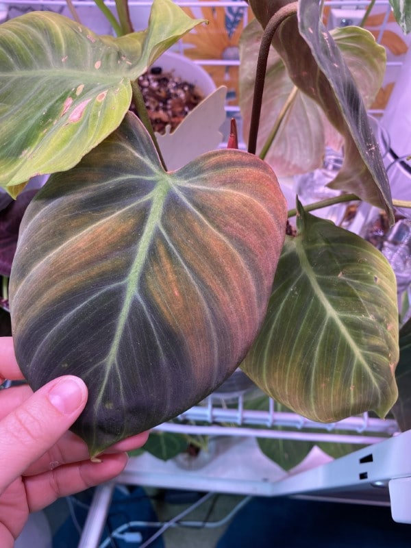 Sunburn or yellowing on Philodendron El Choco Red