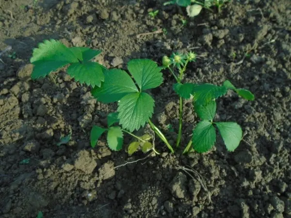 What Do Strawberry Leaves Look Like 2