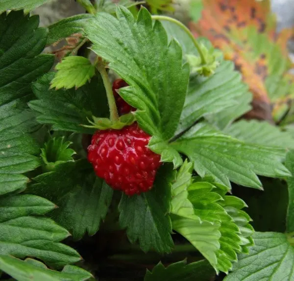 What Do Strawberry Leaves Look Like