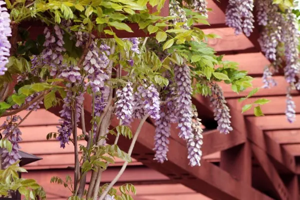 Wisteria Leaves Wisteria Vs Lilac