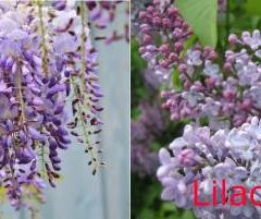 Wisteria Vs Lilac