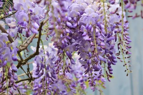Wisteria Wisteria Vs Lilac